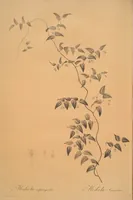 An illustration from Les liliacées (1805)