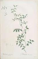 An illustration from Les liliacées (1805)