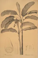 An illustration from Les liliacées (1805)