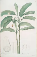 An illustration from Les liliacées (1805)