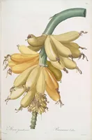 An illustration from Les liliacées (1805)