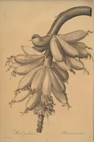 An illustration from Les liliacées (1805)