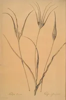 An illustration from Les liliacées (1805)