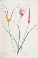 An illustration from Les liliacées (1805)
