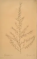 An illustration from Les liliacées (1805)