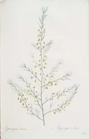 An illustration from Les liliacées (1805)