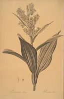 An illustration from Les liliacées (1805)