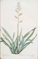 An illustration from Les liliacées (1805)