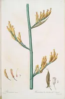 An illustration from Les liliacées (1805)
