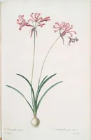 An illustration from Les liliacées (1805)