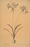 An illustration from Les liliacées (1805)