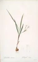 Picture 87 of 960 from Les liliacées (1805), leaf 46