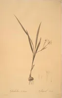 Picture 88 of 960 from Les liliacées (1805), leaf 46