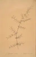 An illustration from Les liliacées (1805)