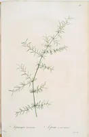 An illustration from Les liliacées (1805)