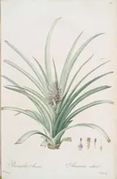 An illustration from Les liliacées (1805)
