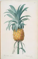 An illustration from Les liliacées (1805)