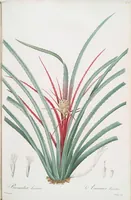 An illustration from Les liliacées (1805)