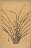 An illustration from Les liliacées (1805)
