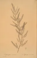 An illustration from Les liliacées (1805)