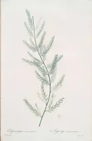 An illustration from Les liliacées (1805)