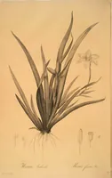 Picture 89 of 960 from Les liliacées (1805), leaf 47