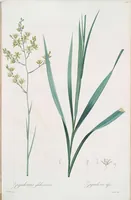 An illustration from Les liliacées (1805)