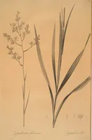 An illustration from Les liliacées (1805)