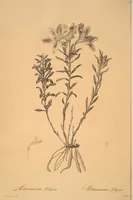 Picture 91 of 960 from Les liliacées (1805), leaf 48