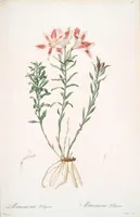 Picture 92 of 960 from Les liliacées (1805), leaf 48