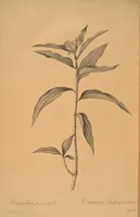An illustration from Les liliacées (1805)