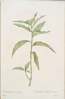 An illustration from Les liliacées (1805)