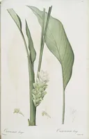 An illustration from Les liliacées (1805)