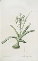 An illustration from Les liliacées (1805)