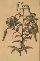 An illustration from Les liliacées (1805)