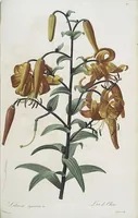 An illustration from Les liliacées (1805)