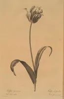 An illustration from Les liliacées (1805)