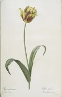 An illustration from Les liliacées (1805)