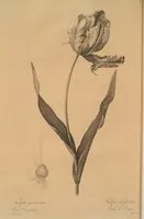 An illustration from Les liliacées (1805)
