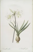 An illustration from Les liliacées (1805)