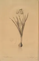 An illustration from Les liliacées (1805)