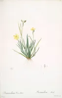 Picture 93 of 960 from Les liliacées (1805), leaf 49