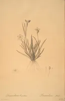 Picture 94 of 960 from Les liliacées (1805), leaf 49