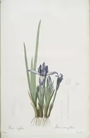 An illustration from Les liliacées (1805)
