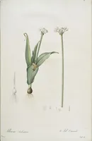 An illustration from Les liliacées (1805)
