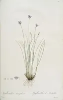 An illustration from Les liliacées (1805)