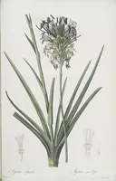 An illustration from Les liliacées (1805)