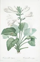 Picture 6 of 960 from Les liliacées (1805), leaf 5