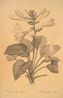 Picture 7 of 960 from Les liliacées (1805), leaf 5