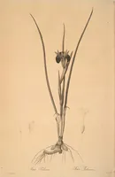 Picture 95 of 960 from Les liliacées (1805), leaf 50